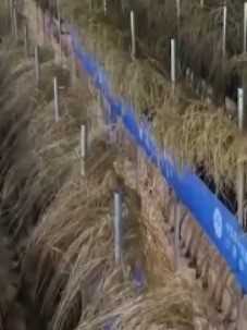 沙漠温室种水稻，生产周期60天！中国科学家在新疆和田试种成功