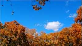 十月的季节，扑面而来的都是秋天的气息，满眼所见的都是秋天的色彩，映入眼帘的都是秋天的图景！