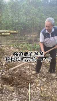 强迫症的爸爸，挖树坎都要统一尺寸（挖好种树）#爸爸 #农村