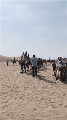 【🐫骑骆驼沙海探奇】在摇曳不定的驼背上，明丽的蓝天、白云、黄沙都悠远无边~