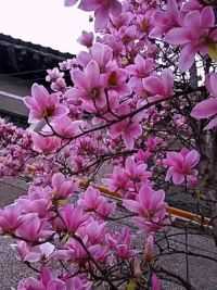 玉兰花开#有一种春光叫玉兰花开 #总有一朵花属于你的春天