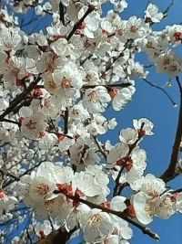 杏花开了！#春天的温柔已长满枝头#春天的味道