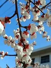 杏花开了#春天的温柔已长满枝头 #春天的味道