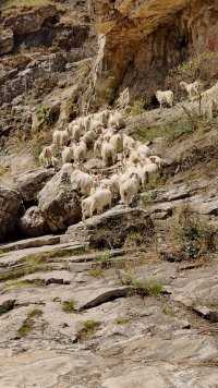 喜羊羊户外活动