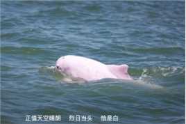 雷州湾的中华白海豚