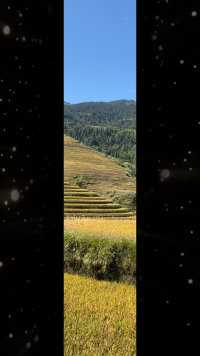 金秋十月，又是观看稻田的季节，满山遍野的金黄，仿似一幅油画～