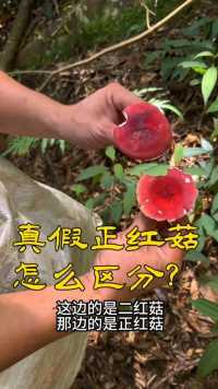 真假正红菇要怎么分辨？红伞伞白杆杆很多朋友都会唱！但是确实很多红伞伞是不能食用的！但是如果是正红菇却又是一种非常难得的美味！