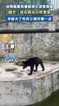 动物园黑熊太瘦园方称从小吃素
