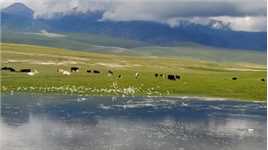 新疆的天鹅湖