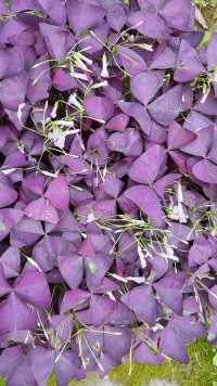2022年5月21日，紫叶酢浆草。拍拍花草，看看花儿，纤细微白，心随花开。