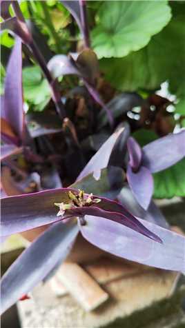 2022年5月23日，紫竹梅。花儿不鲜艳，不醒目，但它属于花中的一员，无酒不成席，无花不成景。