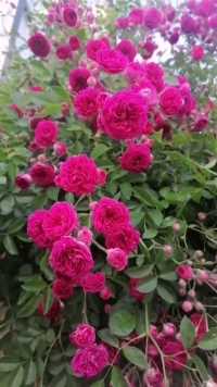 浅夏五月，蔷薇花开，那美丽的颜色，把岁月涂抹成诗。那无声的美丽，渲染了整个夏天！