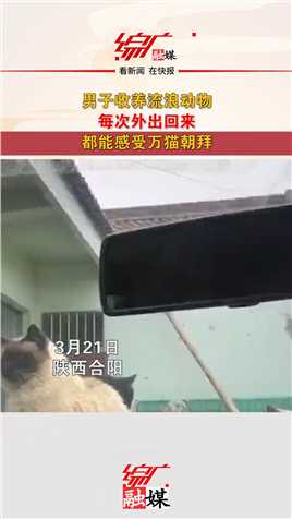 男子收养流浪动物，每次外出回来都能感受万猫朝拜#流浪猫#猫咪#萌宠