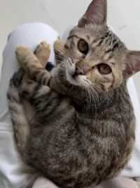 有人想领养小猫咪吗？#流浪猫救助 #流浪猫领养