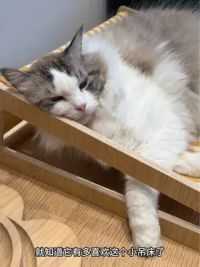 这就是吊床对猫咪的神奇吸引力 #猫窝 #猫吊床 #新手养猫