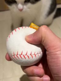 能让猫咪一秒上头的棒球#猫玩具 #猫薄荷 #逗猫神器