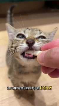 一个月大的小猫咪就能吃了，磨牙又有营养 #新手养猫 #猫零食 #冻干羊奶棒