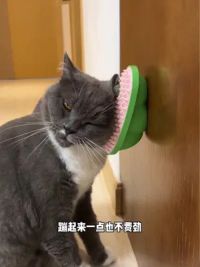 终于找到一款猫咪喜欢的蹭痒器了 #新手养猫 #猫咪蹭痒器 #猫薄荷球