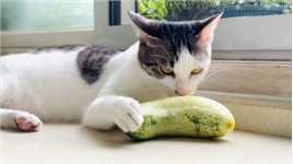 谁说猫咪怕黄瓜？我家小乖就爱吃黄瓜😂😂😂