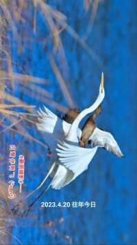 #豪哥摄影#——#白鹭 伴鸭飞——北国小城明珠二龙湖上的精灵们（*n_n*）#野生鸟类摄影 #野生动物零距离