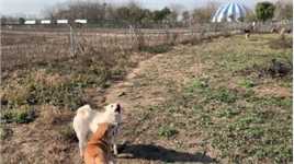 田园犬基地放风时刻，小橘子异常兴奋，成了全场最佳舔狗！ #中华田园犬 #中华田园犬保育基地