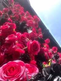 别犹豫 立马艾特出你觉得世界上最最最漂亮的女孩来看浪漫的玫瑰花墙