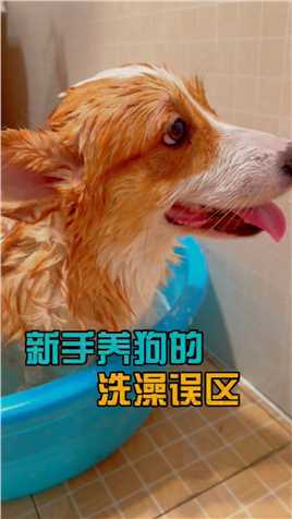 新手养狗的洗澡误区#柯基 #萌宠 #狗狗的日常 #家有萌宠