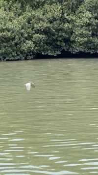苏州河上翩翩飞舞的鹭鸟