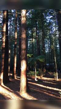 大自然真是神奇，在一棵巨大的倒下的红杉树上居然又长出了七棵红杉树，成为新西兰罗托鲁瓦红木森林公园最著名的旅游景点。