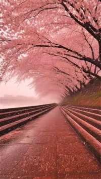 被人艾特看这么浪漫的樱花雨 真的是很幸福啊.