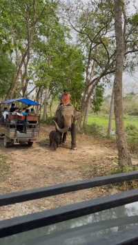 尼泊尔奇特旺国家公园里向游客索要小费的亚洲象母子～