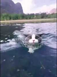 比我还会游泳#玩水的狗子好快乐 #神奇动物来咯 #宠物游泳 #萌宠嗨玩季