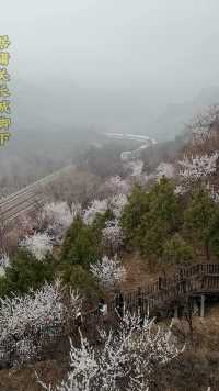 北京之旅：3月底居庸关长城脚下，火车穿越满山遍野盛开的山花