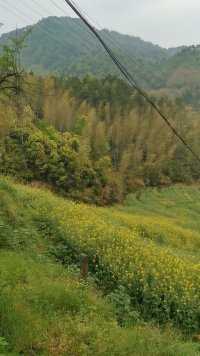 灵山油菜花，以山岭油菜花为主，漏斗般的梯田，螺旋状的视觉，满山遍野花黄柳绿。