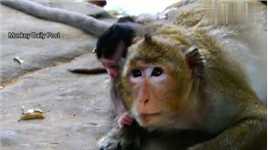 年轻的猴妈驮住猴儿，遭到公侯的攻击，被吓到的猴妈大声尖叫！