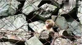可爱的猴儿掉进缝隙里，爬不出来，大声尖叫，猴妈过来救猴儿！