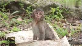 方脸猴家的小猴看起来心情不太好，这是怎么了呢？
