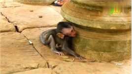 恶霸猴姐拉拽小猴，导致小猴撞到柱子，小猴崩溃尖叫！