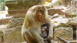 慈祥的母猴用温暖的怀抱安慰心情不好的猴孩儿，真赞！
