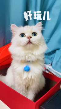 小猫咪是不是都喜欢纸箱子？