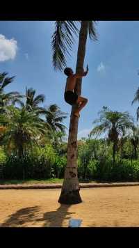 爬椰子树!