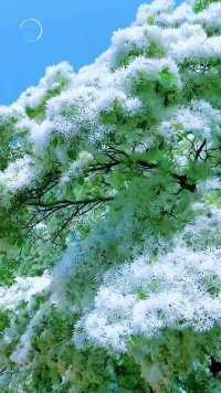 一树琼花照蓝天， 玉雕雪堆惊世间。 不学群芳弄妖艳，流苏自是花中仙。用户