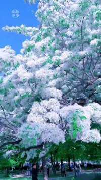 流苏，又称四月雪。每年四月开花，国家二级保护树种。怎样形容流苏的美呢？我只能想到，是花是雪总难分，恰似仙子落风尘。用户