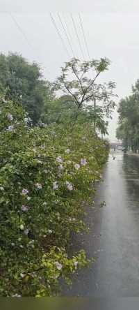 窗外的雨  淅沥复淅沥  打开一本诗集  也回响着雨的韵律   这湿漉漉的季节   还有一页这湿漉漉的日历   蘸着晶莹的雨水  写一首七月的抒情诗