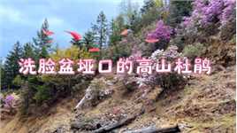 寻花之旅——香格里拉洗脸盆垭口的高山杜鹃🌸
花很灿烂，风也温柔
目之所及，皆是美好