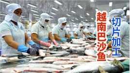 越南巴沙鱼加工流水线，工人切割鱼片制作无骨鱼柳