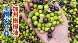 美国加州农民开大型农机采收橄榄，低温压榨分离精品植物油