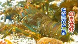 东盟龙虾主产国印度尼西亚，养殖盛产多样暖水龙虾