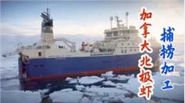 加拿大渔民破冰捕捞北极虾，船上冷冻加工锁住新鲜出口