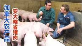加拿大现代化生态安全养猪场，源头消杀病菌产出健康猪肉